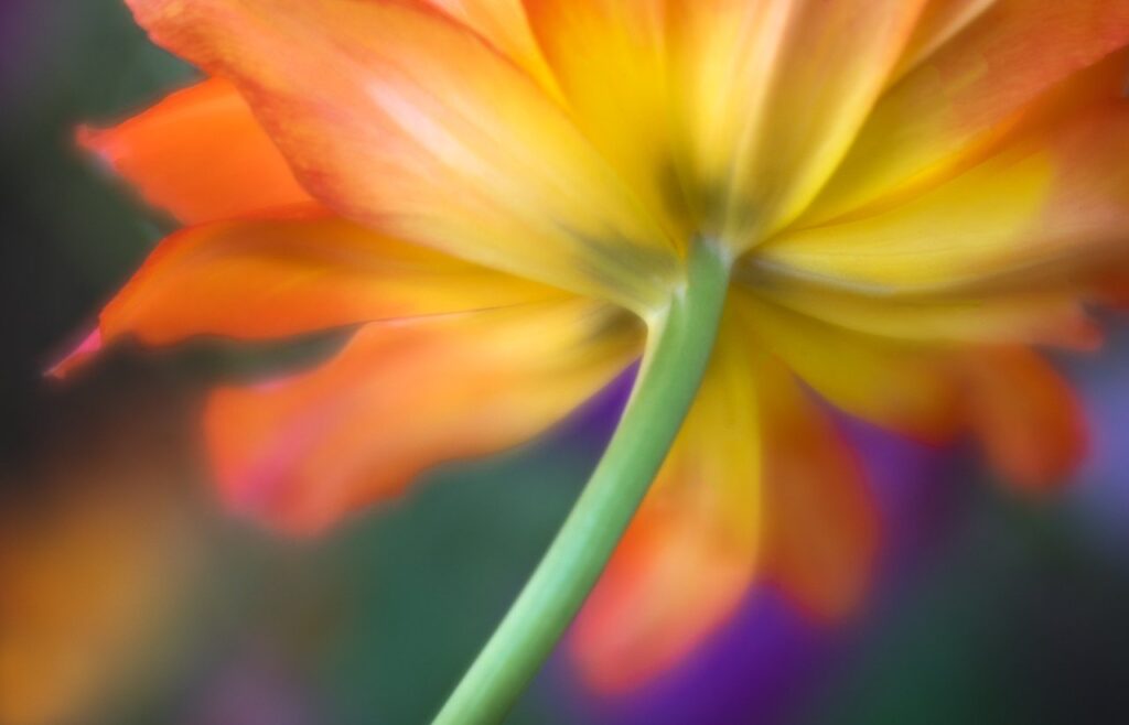 عکاسی از نمای دور یا نزدیک برای نمایش دادن جزئیات گل و گیاهان یکی از روش های متداول در عکاسی گل و گیاه است.