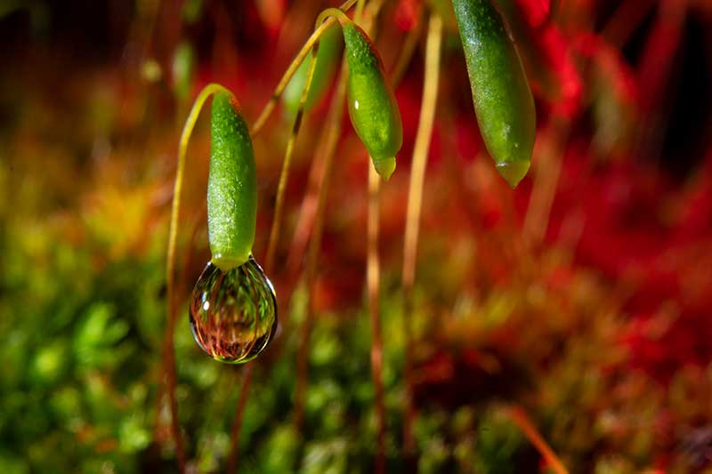 نمونه عکاسی ماکرو -  عکاسی از گیاهان